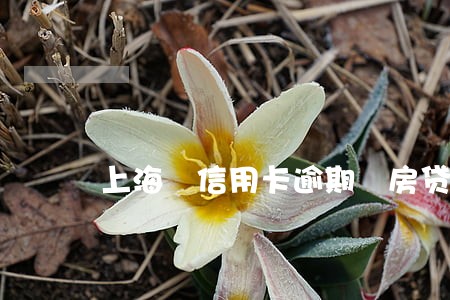 上海 信用卡逾期 房贷 上海 信用卡逾期 房贷